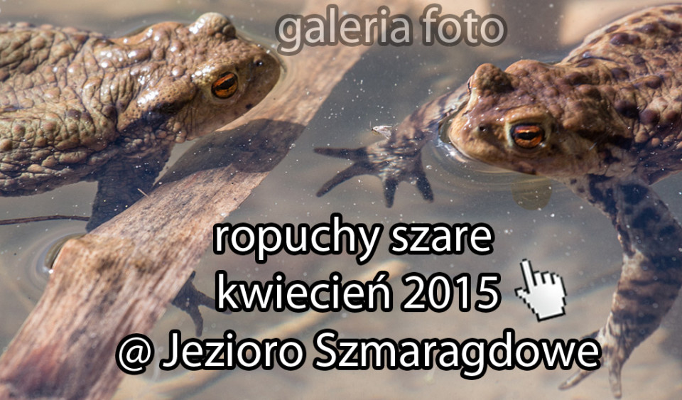 Szczecin. Fotoreportaż. Kwiecień 2015. Ropuchy szare @ Jezioro Szmaragdowe, Szczecin